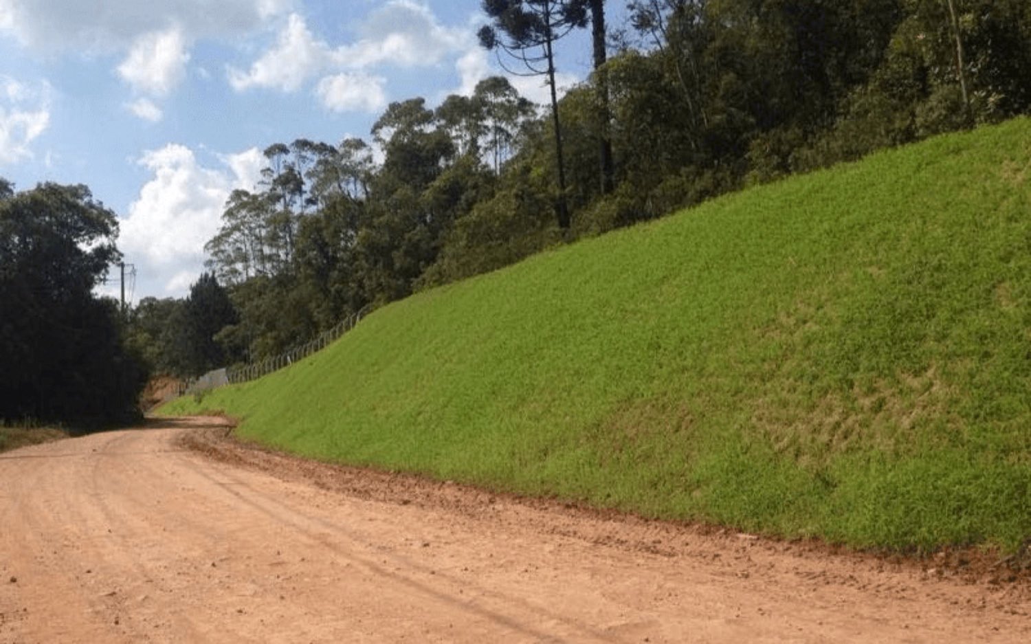 Talude revegetado por hidrossemeadura ao lado de estrada